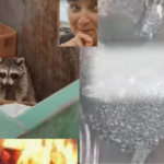 Raccoon Dumpster Fire Video