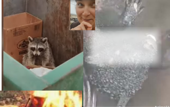 Raccoon Dumpster Fire Video